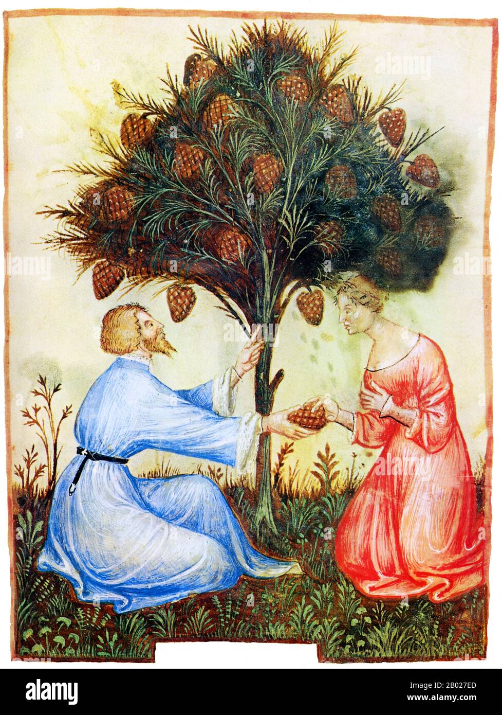 Iraq/Italia: Coni di pino (Pinee). Illustrazione del Taqwim al-sihah di Ibn Butlan o "mantenimento della salute" (Baghdad, XI secolo), pubblicato in Italia come Tacuinum Sanitatis nel XIV secolo. Il Tacuinum (a volte Taccuinum) Sanitatis è un manuale medievale sulla salute e il benessere, basato sul Taqwim al-sihha ("mantenimento della salute"), un trattato medico arabo dell'XI secolo di Ibn Butlan di Baghdad. Ibn Butlân era un medico cristiano nato a Baghdad e che morì nel 1068. Egli espone i sei elementi necessari per mantenere la salute quotidiana. Foto Stock