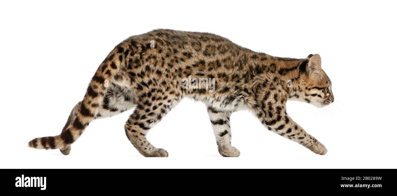 Oncilla, Leopardo tibRONUS, 19 anni, di fronte a sfondo bianco Foto Stock