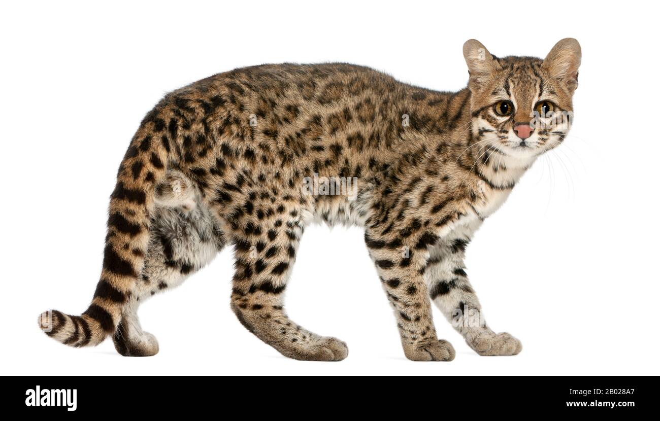 Oncilla, Leopardo tibRONUS, 19 anni, di fronte a sfondo bianco Foto Stock