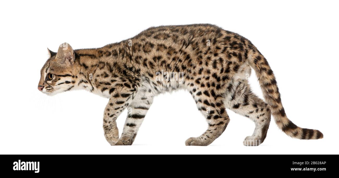 Oncilla, Leopardo tibRONUS, 19 anni, di fronte a sfondo bianco Foto Stock