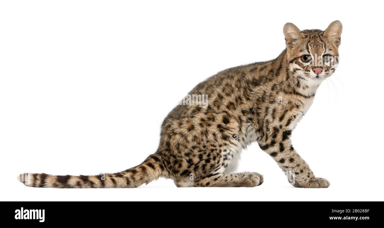 Oncilla, Leopardo tibRONUS, 19 anni, di fronte a sfondo bianco Foto Stock