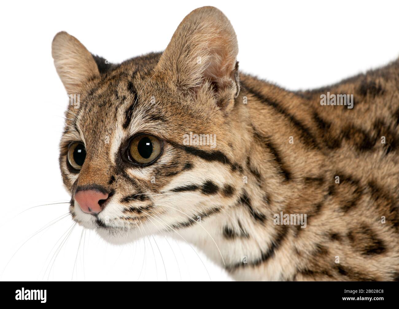 Oncilla, Leopardo tibRONUS, 19 anni, di fronte a sfondo bianco Foto Stock