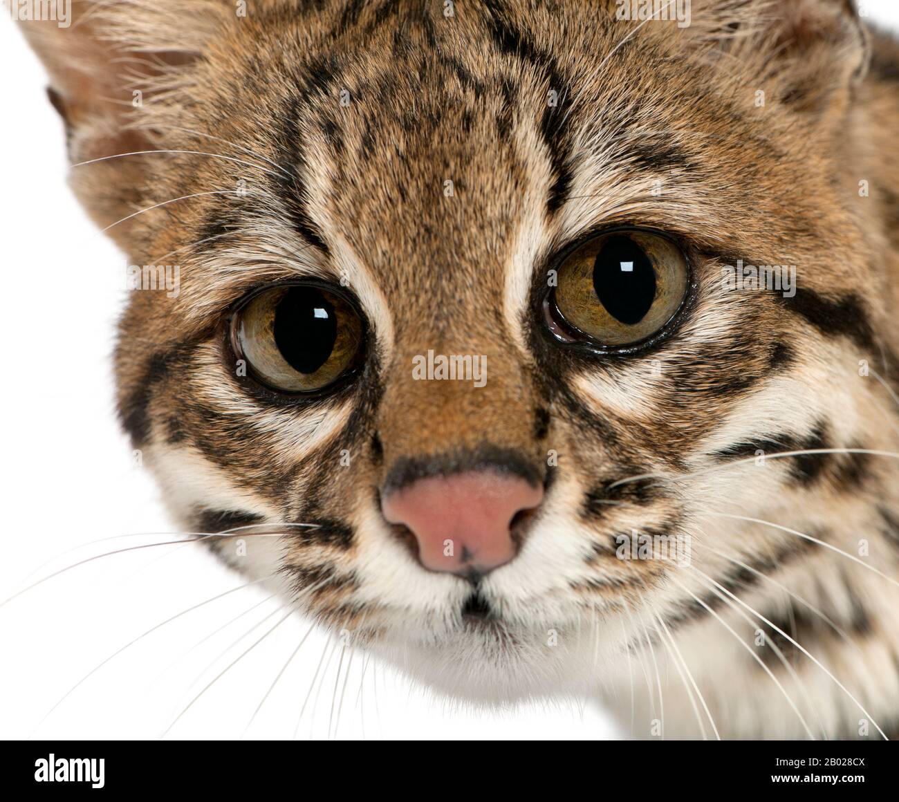 Oncilla, Leopardo tibRONUS, 19 anni, di fronte a sfondo bianco Foto Stock