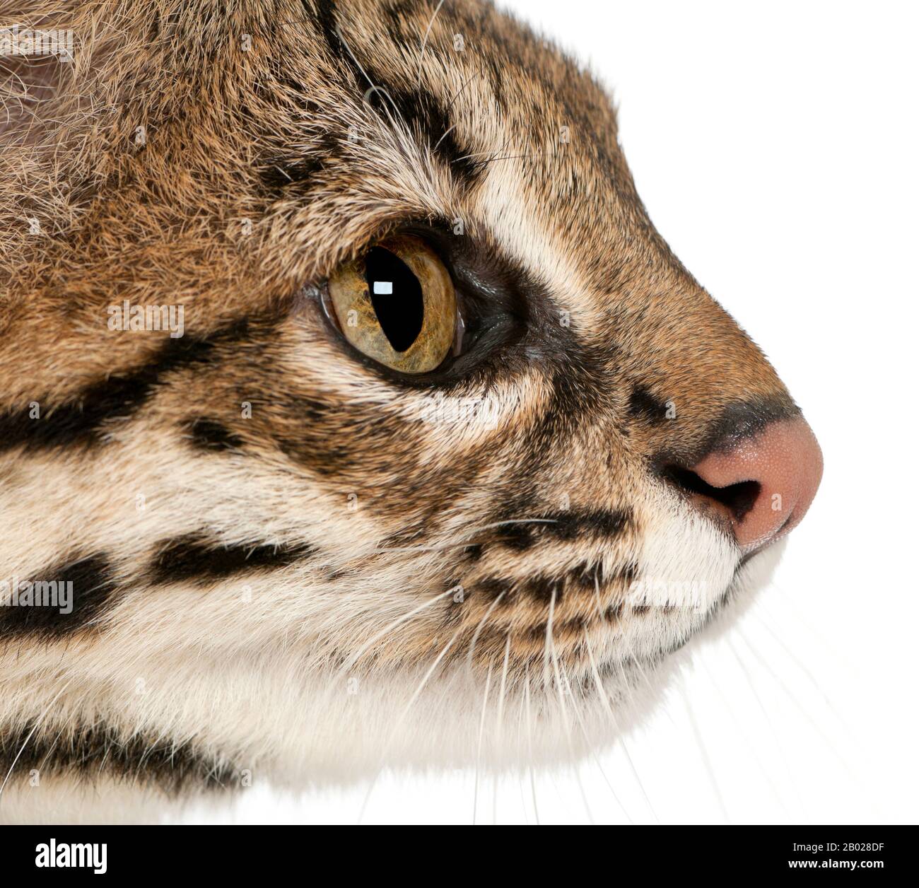 Oncilla, Leopardo tibRONUS, 19 anni, di fronte a sfondo bianco Foto Stock