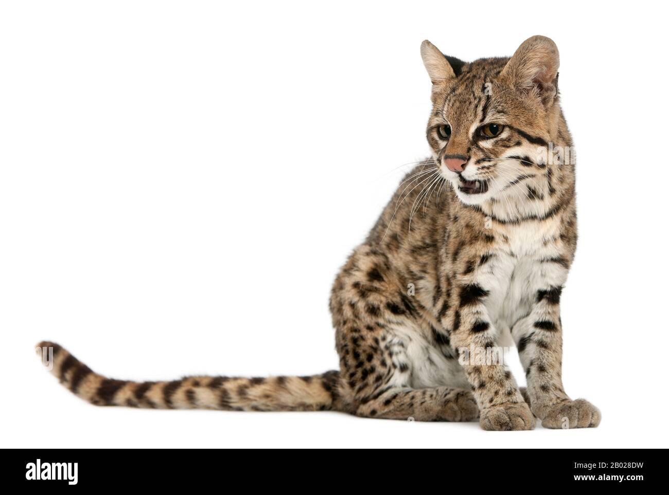 Oncilla, Leopardo tibRONUS, 19 anni, seduta di fronte a sfondo bianco Foto Stock