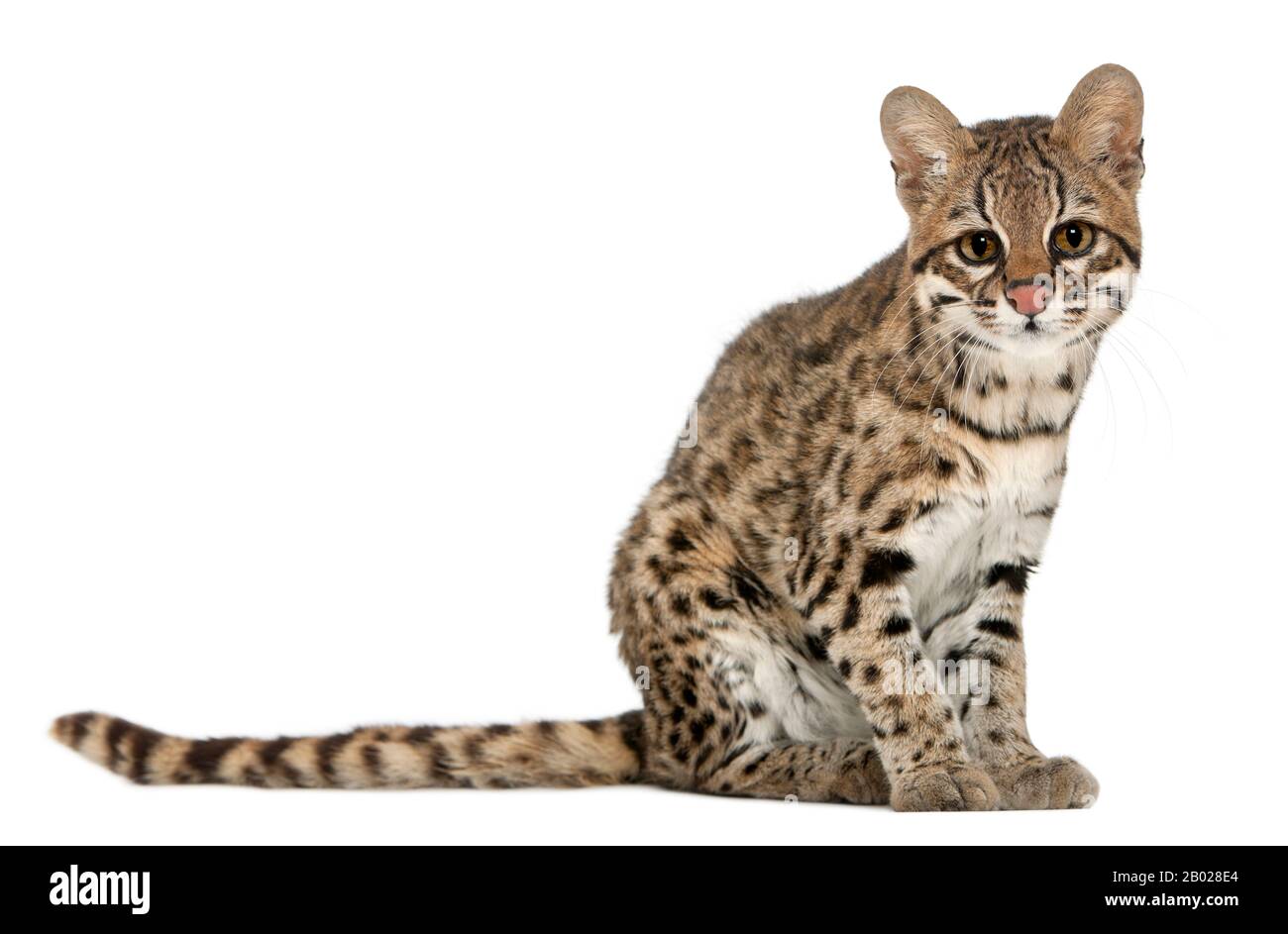 Oncilla, Leopardo tibRONUS, 19 anni, seduta di fronte a sfondo bianco Foto Stock