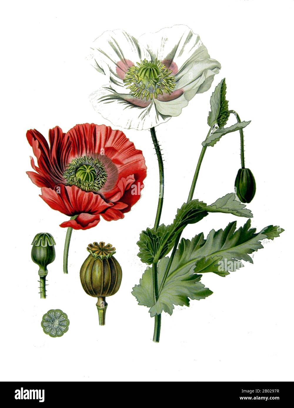 Germania: "Papaver somniferum, The Opium Poppy". Dipinto botanico da 'Köhler's Medizinal-Pflanzen' di Franz Eugen Köhler (23 marzo 1805 - 2 dicembre 1872), 1897. Papavero da oppio, Papaver somniferum, è la specie di pianta da cui vengono estratti oppio e semi di papavero. L'oppio è la fonte di molti oppiacei, tra cui morfina, tebaina, codeina, papaverina e noscapina. Il nome botanico latino significa "papavero che porta il sonno", riferendosi alle proprietà sedative di alcuni di questi oppiacei. Foto Stock