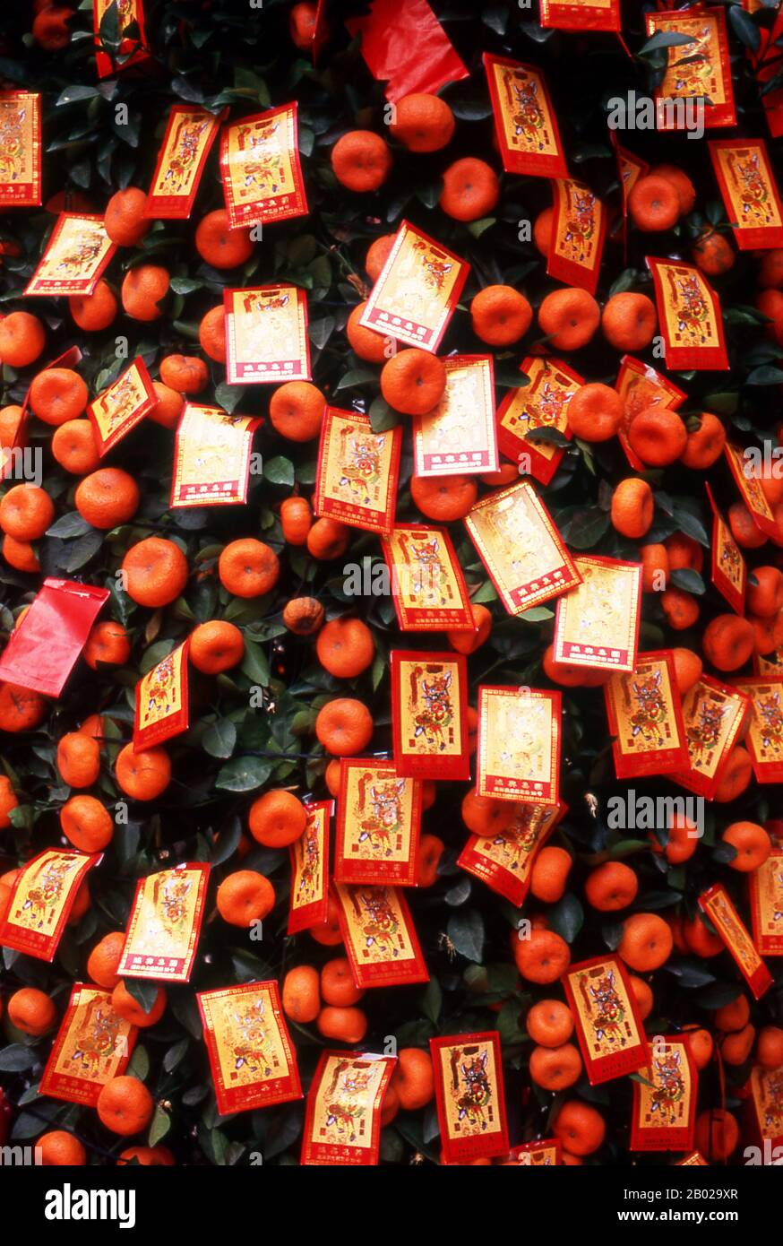 I Kumquat sono simboli di prosperità sia per i cinesi che per i vietnamiti. Gli alberi del kumquat sono dati come regali e possono essere visti decorando le lobby dell'hotel, le banche e gli altri edifici pubblici durante il periodo di Capodanno. Il Capodanno Cinese è un'importante festa tradizionale Cinese. In Cina, è anche conosciuto come il Festival di Primavera, la traduzione letterale del nome cinese moderno. Le celebrazioni del Capodanno cinese sono tradizionalmente corse dalla vigilia di Capodanno cinese, l'ultimo giorno dell'ultimo mese del calendario cinese, al Lantern Festival il 15th giorno del primo mese, rendendo il festival il lungo Foto Stock