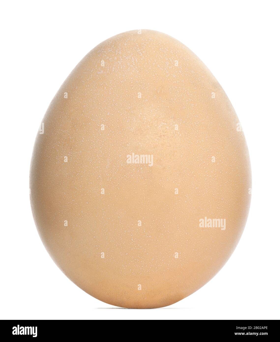 Edwards's Pheasant Egg, Lophura edwardsi su sfondo bianco Foto Stock