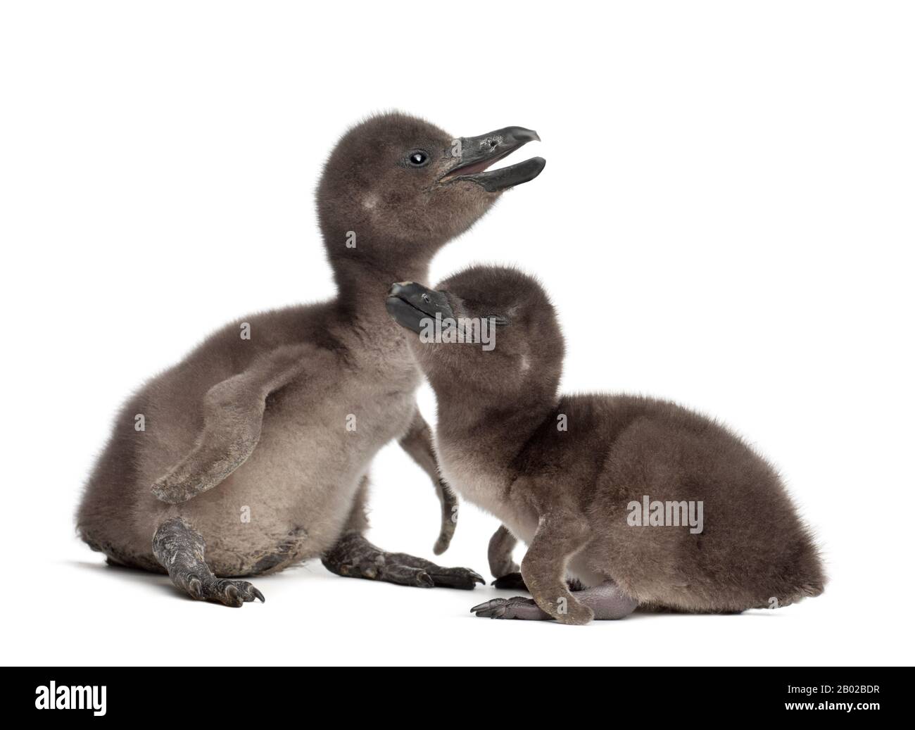Pinguini africani, Sfeniscus demersus, di 3 e 5 giorni, su sfondo bianco Foto Stock