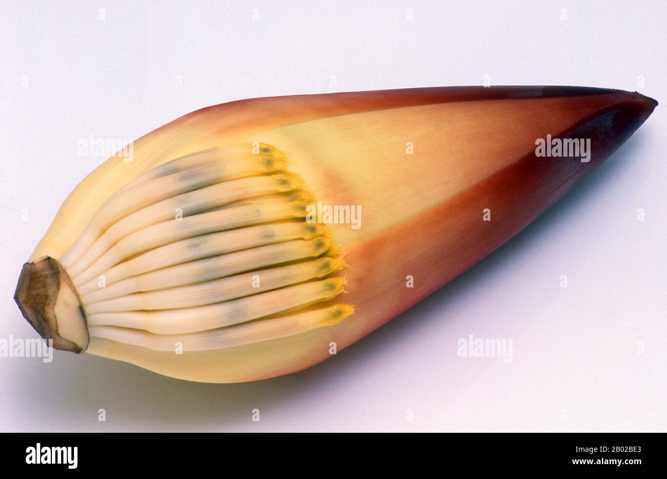 Mondo: Fiore di banana commestibile preparato per la cottura. Il fiore è utilizzato in cucina in tutto il Sud Asia e Sud-Est Asiatico. Le banane sono in circolazione da molto tempo, almeno nel Vecchio mondo dell'Asia, dell'Africa e dell'Europa. Il punto di origine rimane incerto. Alcune autorità favoriscono l'Africa occidentale, poiché si ritiene che il nome "banana” provenga dalla Guinea, attraverso lo spagnolo e il portoghese. Con ogni probabilità, però, le banane - e i loro altrettanto utili cugini verdi, plantains - hanno avuto origine in Asia, forse in Medio Oriente. Foto Stock