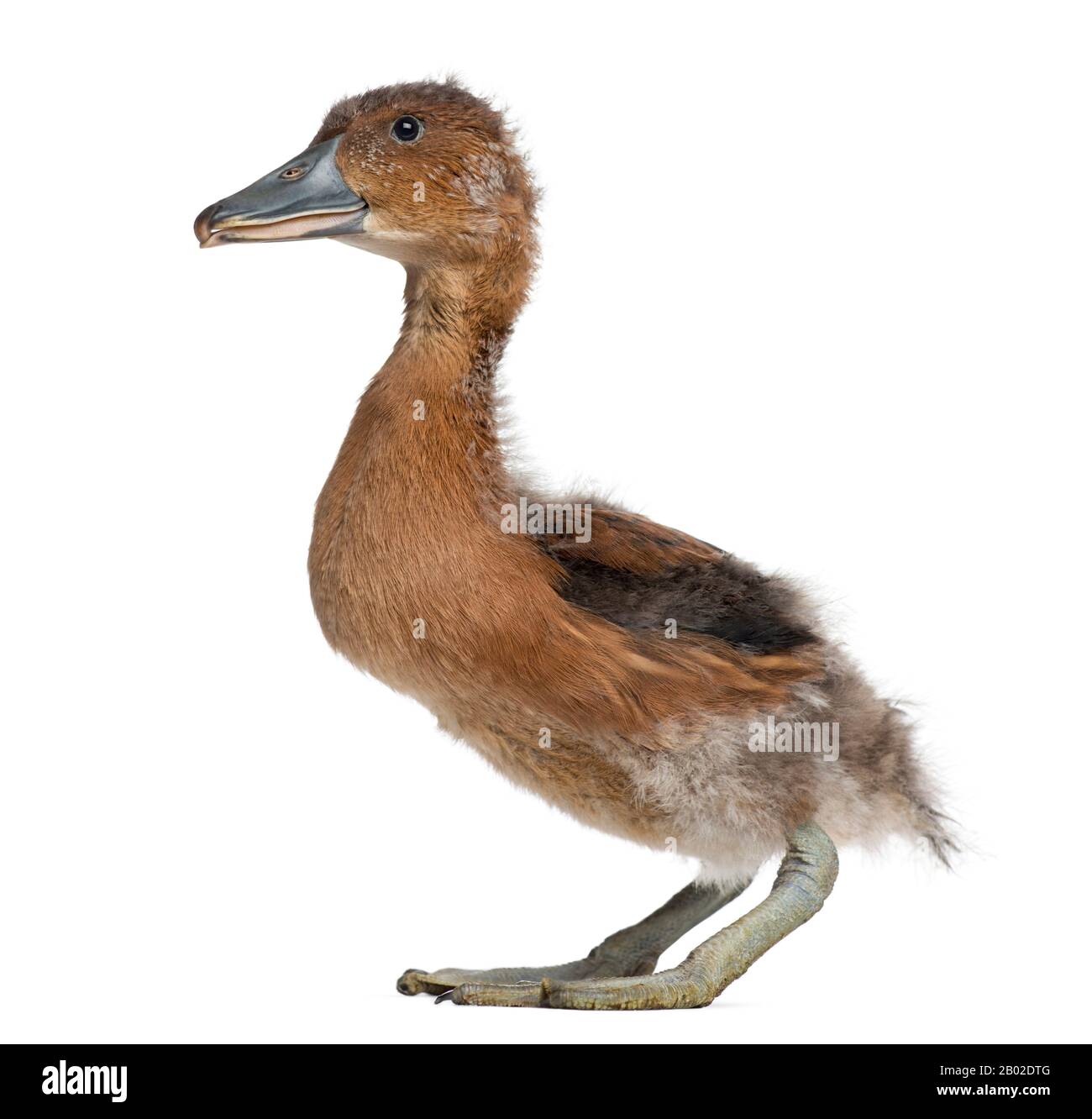 Vista laterale di un Fulvous Whistling Duck, Dendrocygna bicolore, 32 giorni, isolato su bianco Foto Stock