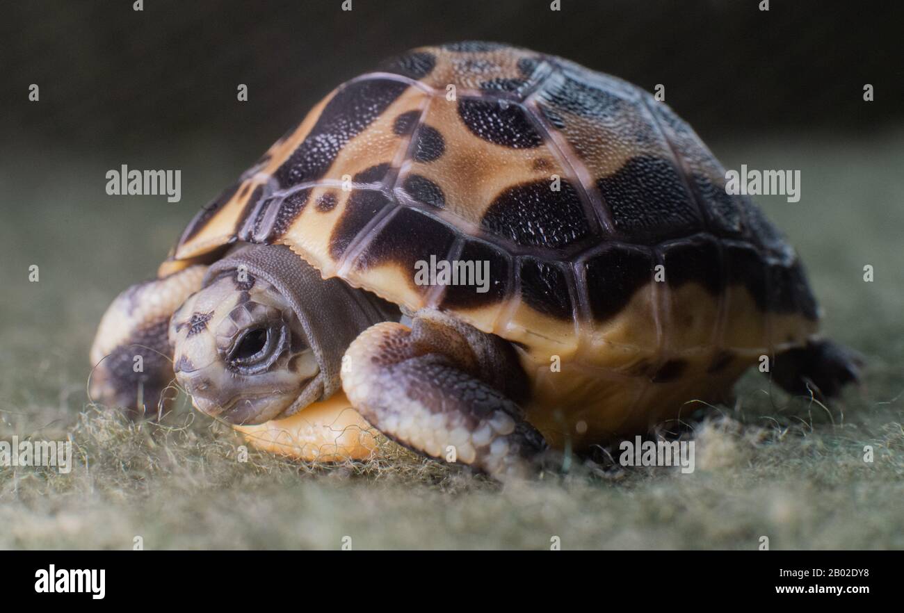 Hannover, Germania. 18th Feb, 2020. Una tartaruga di tre giorni di ragno malgascio (Pyxis arachnoides) si trova nello Zoo di Hannover. Il giovane con il modello simile a ragnatela sulla sua schiena pesava appena 10 grammi alla nascita. La tartaruga ragno è in pericolo e molto raro. Credit: Julian Stratenschulte/Dpa/Alamy Live News Foto Stock