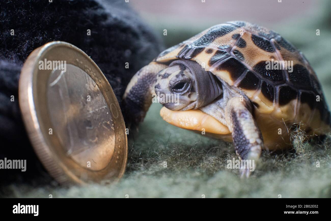 Hannover, Germania. 18th Feb, 2020. Una tartaruga ragno malgascio di tre giorni (Pyxis arachnoides) si trova accanto a una moneta da un euro allo Zoo di Hannover per un confronto delle dimensioni. Il giovane con il modello simile a ragnatela sulla sua schiena pesava appena 10 grammi alla nascita. La tartaruga ragno è in pericolo e molto raro. Credit: Julian Stratenschulte/Dpa/Alamy Live News Foto Stock