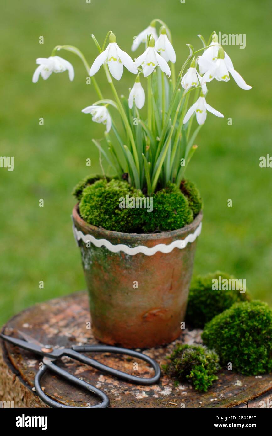Galanthus nivalis. Esposizione invernale di gocce di neve in una pentola di argilla sormontata da muschio in un giardino britannico Foto Stock