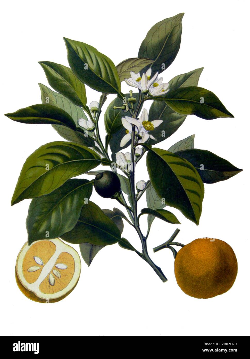 Germania: "Citrus aurantium - Bitter Orange". Illustrazione dal Medizinal Pflanzen di Köhler di Franz Eugen Köhler (1863-1914), 1897. Arancio amaro, arancia Siviglia, arancia acida, arancia bigarata o arancia marmellata si riferisce a un agrumo (Citrus aurantium) e ai suoi frutti. È un ibrido tra Citrus maxima (pomelo) e Citrus reticulata (mandarino). Molte varietà di arancio amaro sono utilizzate per il loro olio essenziale, che viene utilizzato nei profumi, come aroma e come solvente. La varietà arancia di Siviglia è utilizzata nella produzione di marmellata. L'arancio amaro è anche impiegato nella medicina erboristica. Foto Stock