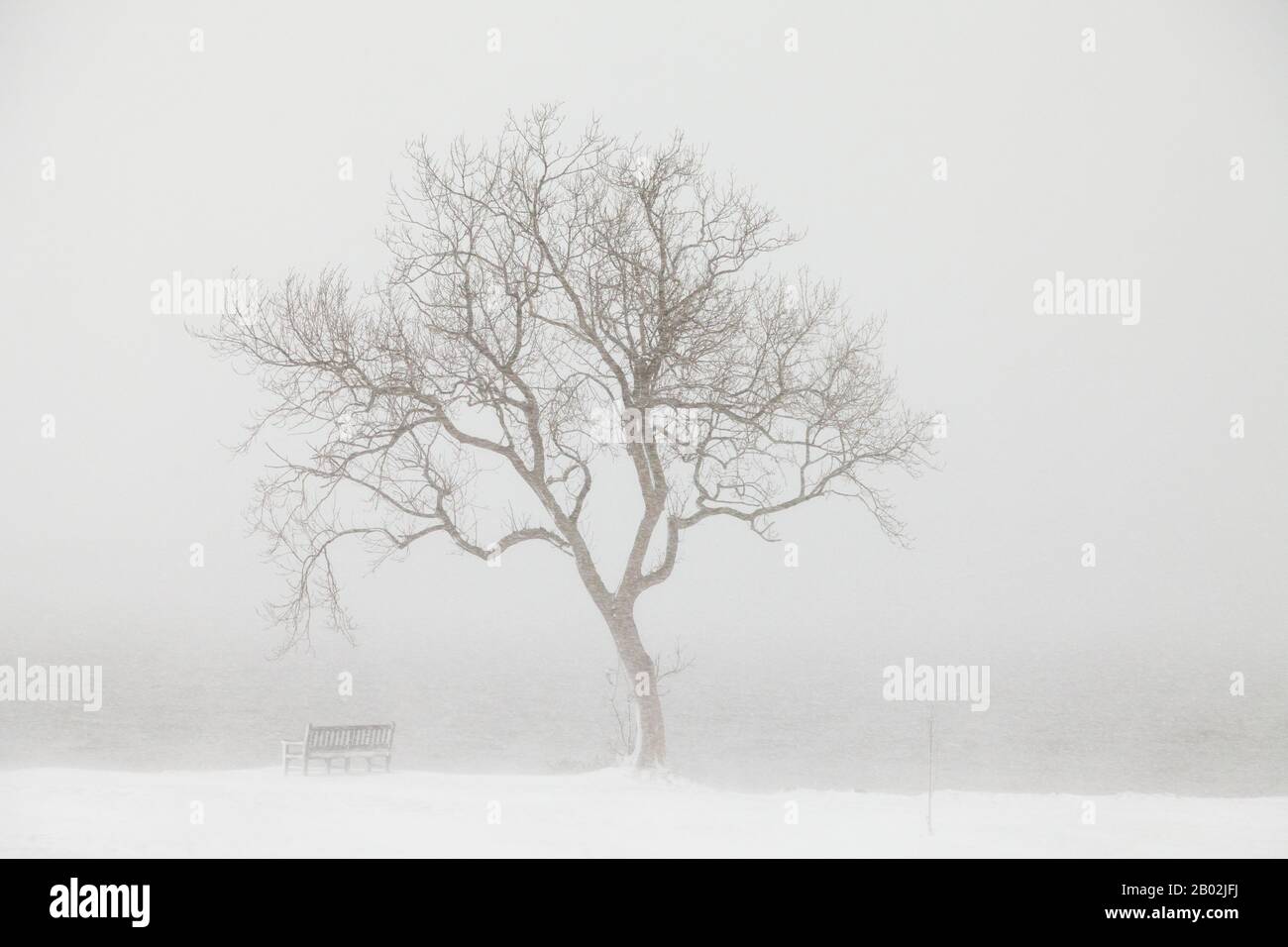 Un singolo albero catturato in una doccia di neve pesante nella baia di dalgety, Fife, Scozia Foto Stock