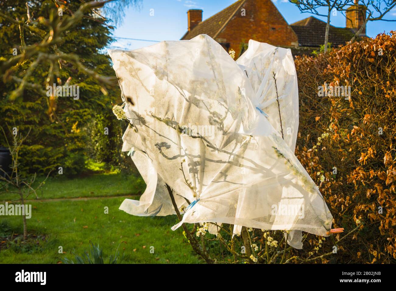 Il pile a maglia fine è usato per fornire protezione temporanea contro il gelo ritardato del suolo in un giardino inglese Foto Stock