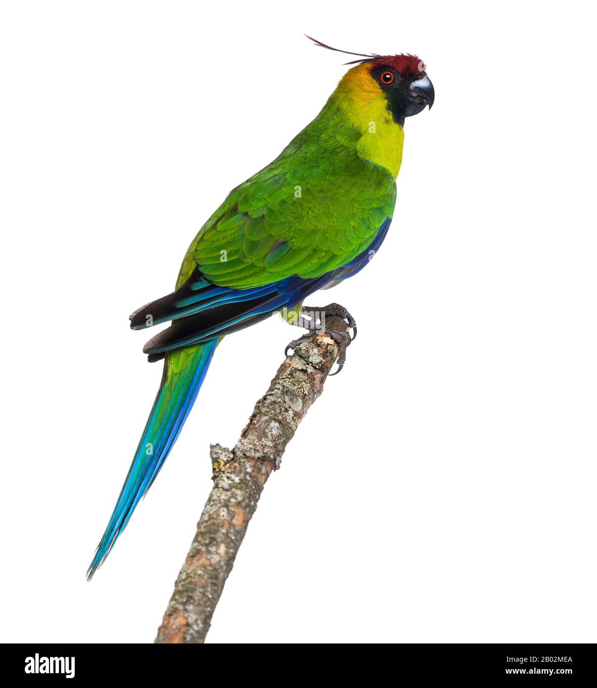 Vista laterale di un Parakeet cornuto appollaiato su un ramo, Eunymphicus cornutus, isolato su bianco Foto Stock