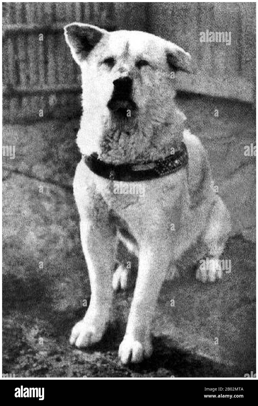 Hachikō (ハチ公, 10 novembre 1923 – 8 marzo 1935) è stato un cane Akita nato in una fattoria vicino alla città di Ōdate, nella prefettura di Akita, che è ricordato per la sua notevole fedeltà al suo proprietario che ha continuato per molti anni dopo la morte del suo proprietario. Nel 1924, Hidesaburō Ueno, professore del dipartimento agricolo dell'Università di Tokyo, prese a Hachikō, un Akita, un'azienda di colore marrone dorato, come animale domestico. Durante la vita del suo proprietario, Hachikō lo salutò alla fine di ogni giorno alla vicina Stazione di Shibuya. La coppia continuò la loro routine quotidiana fino al maggio 1925, quando il professor Ueno non ritornò. Il professore aveva sofferto Foto Stock
