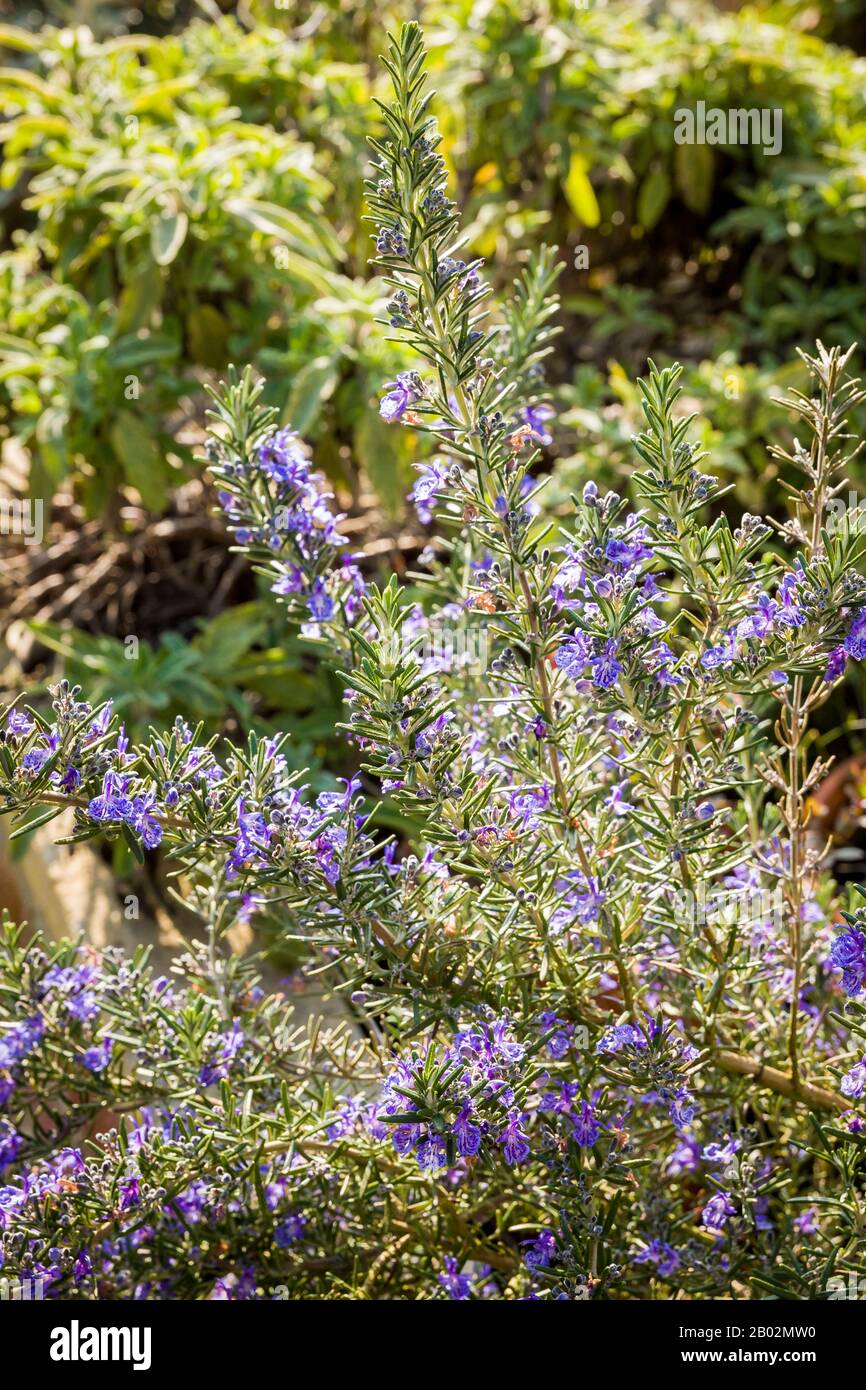 Rosmarinus officinalis Corsica blu crescente nella sezione delle erbe di una piantatrice in rilievo in un giardino inglese Foto Stock