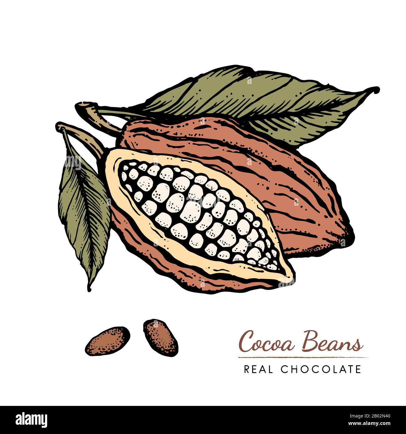 Fave di cacao disegno a Mano vintage disegno inciso stile illustrazione Illustrazione Vettoriale