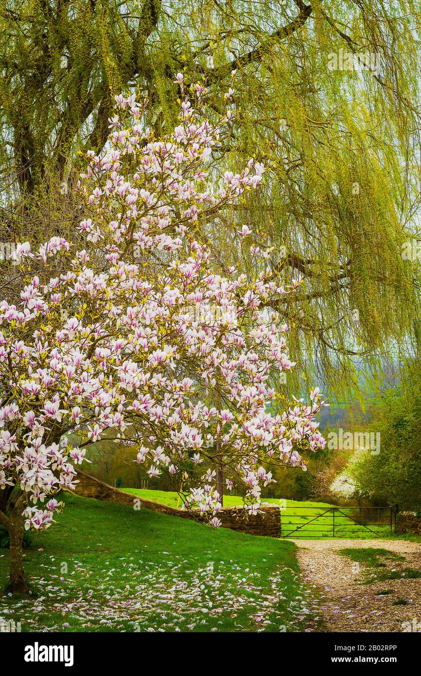 Un informale giardino inglese del Wiltshire con magnolia fiorita si trova di fronte ad un vecchio salice e ad un paesaggio preso in prestito Foto Stock