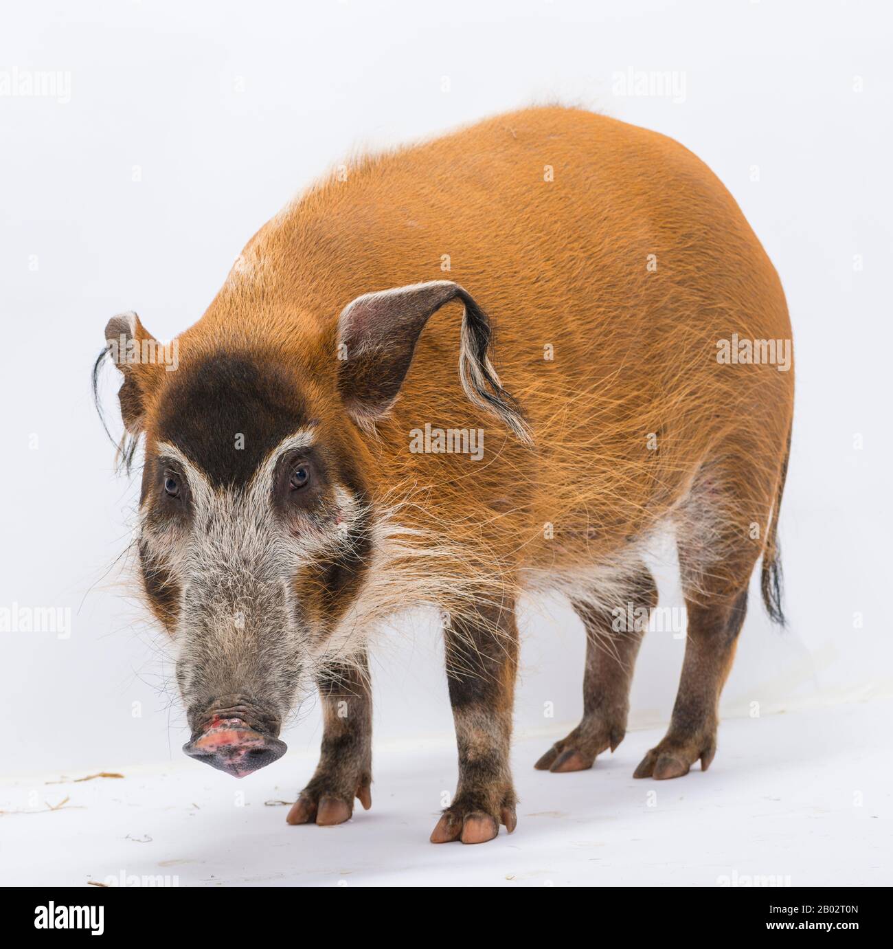 Maiale cespuglio, porcus di Potamochoerus, isolato su bianco Foto Stock
