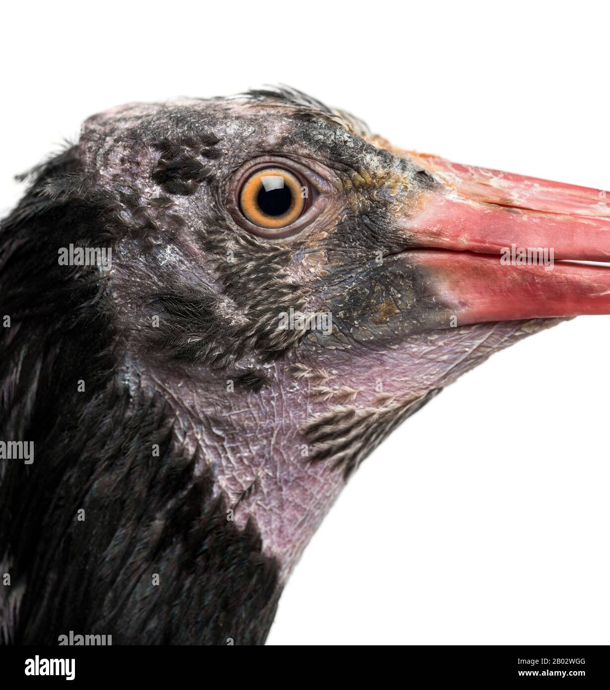 Primo piano del profilo di un Ibis Bald settentrionale, Geronticus eremita, isolato su bianco Foto Stock