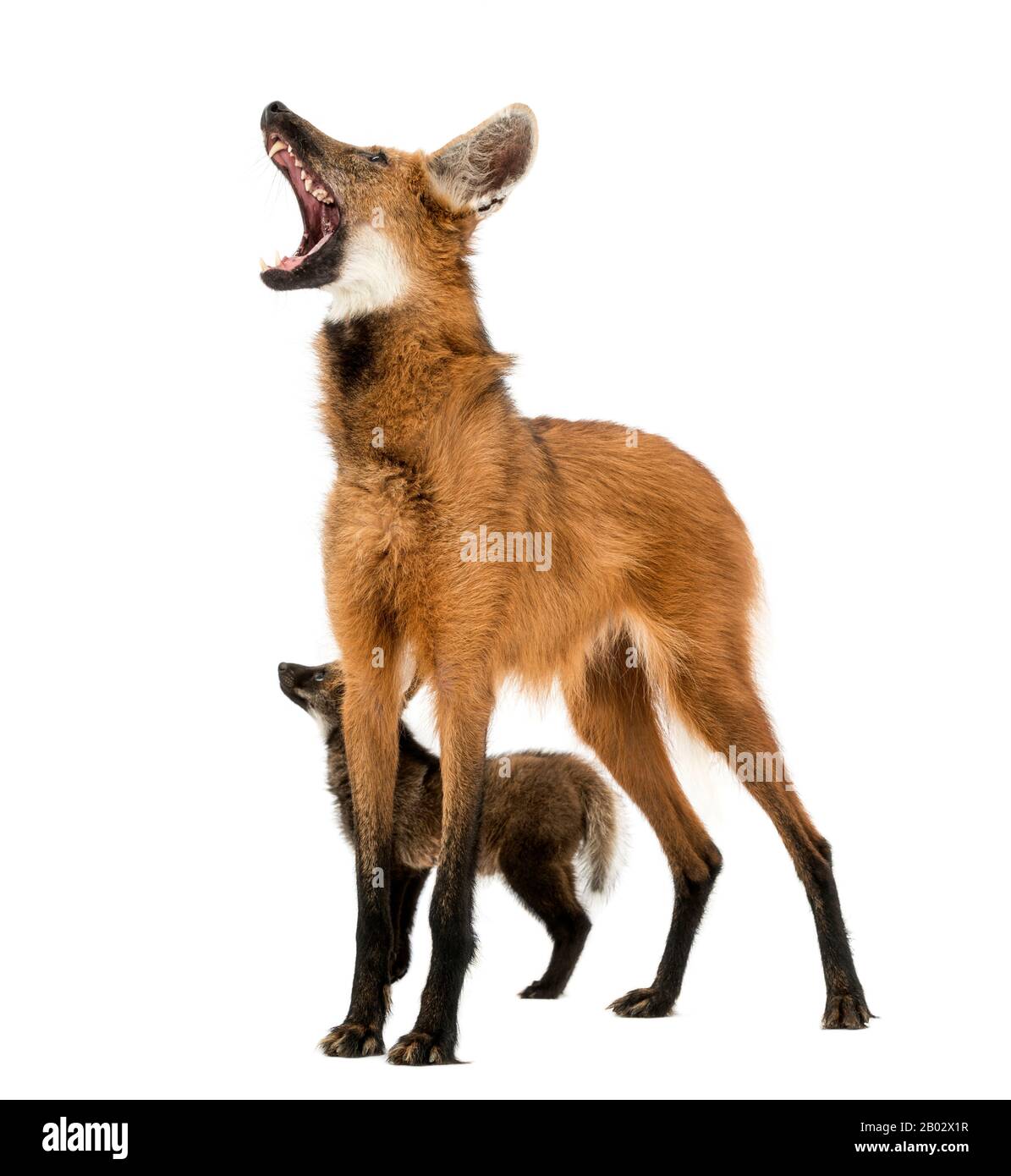 Maned Lupo cub e mom howling, Chrysocyon brachyurus, isolato su bianco Foto Stock