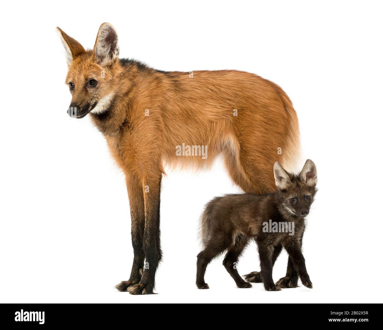 Vista laterale di una mamma di lupo manato e cucciolo in piedi, Chrysocyon brachyurus, isolato su bianco Foto Stock