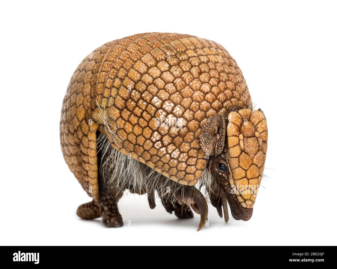 Armadillo brasiliano a tre fasce immagini e fotografie stock ad alta  risoluzione - Alamy