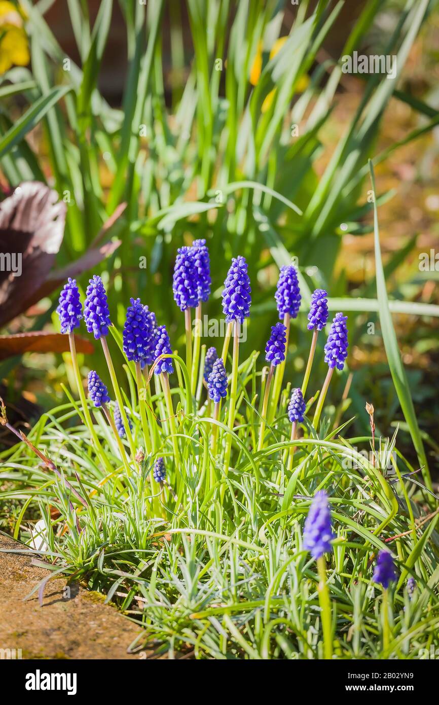 I giacinti d'uva fanno un tuffo di colore precoce davanti a un bordo di fiori in rilievo in un giardino inglese Foto Stock