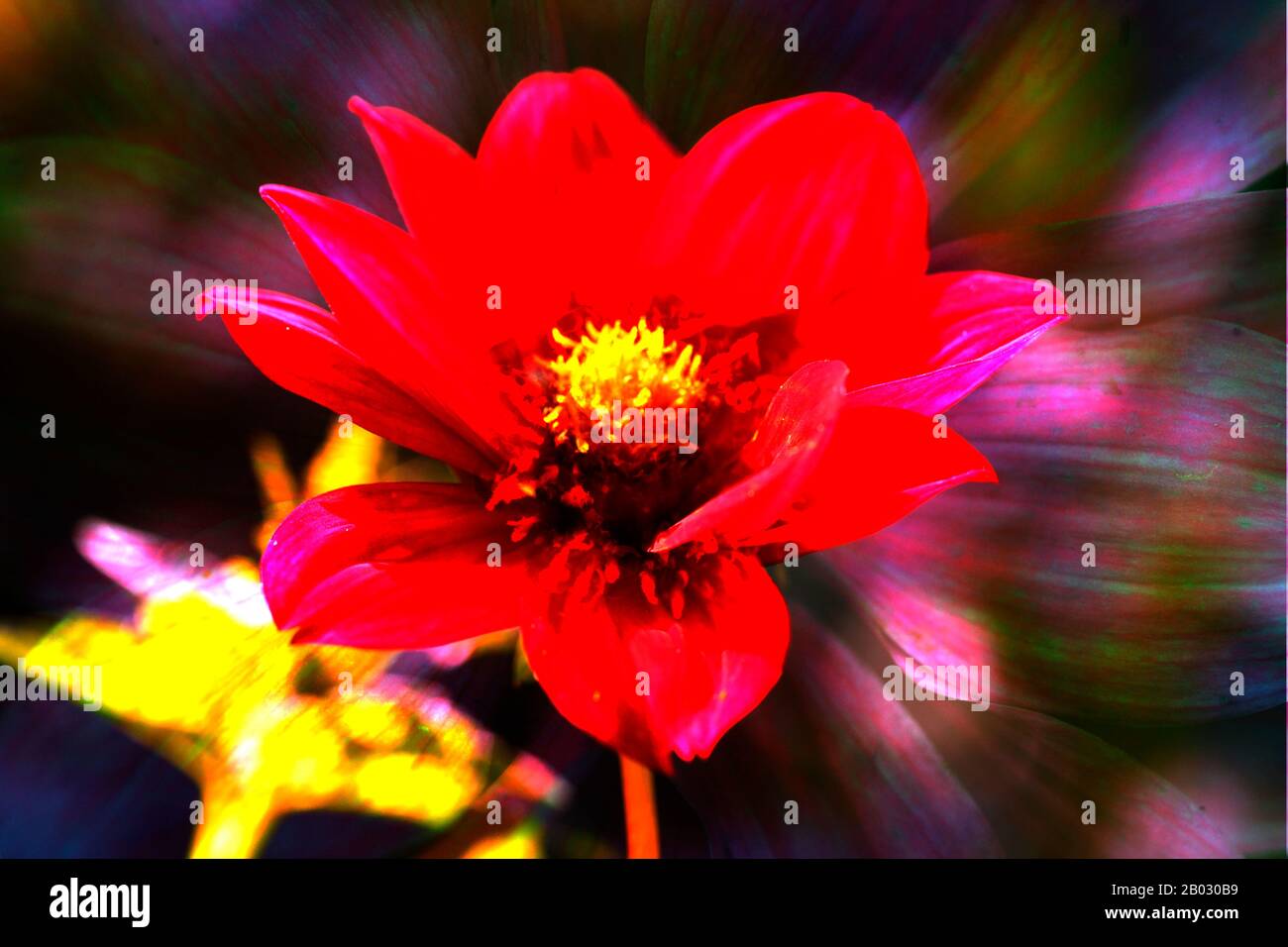 Dahlia fioritura rossa, astratta, Germania, Europa Foto Stock