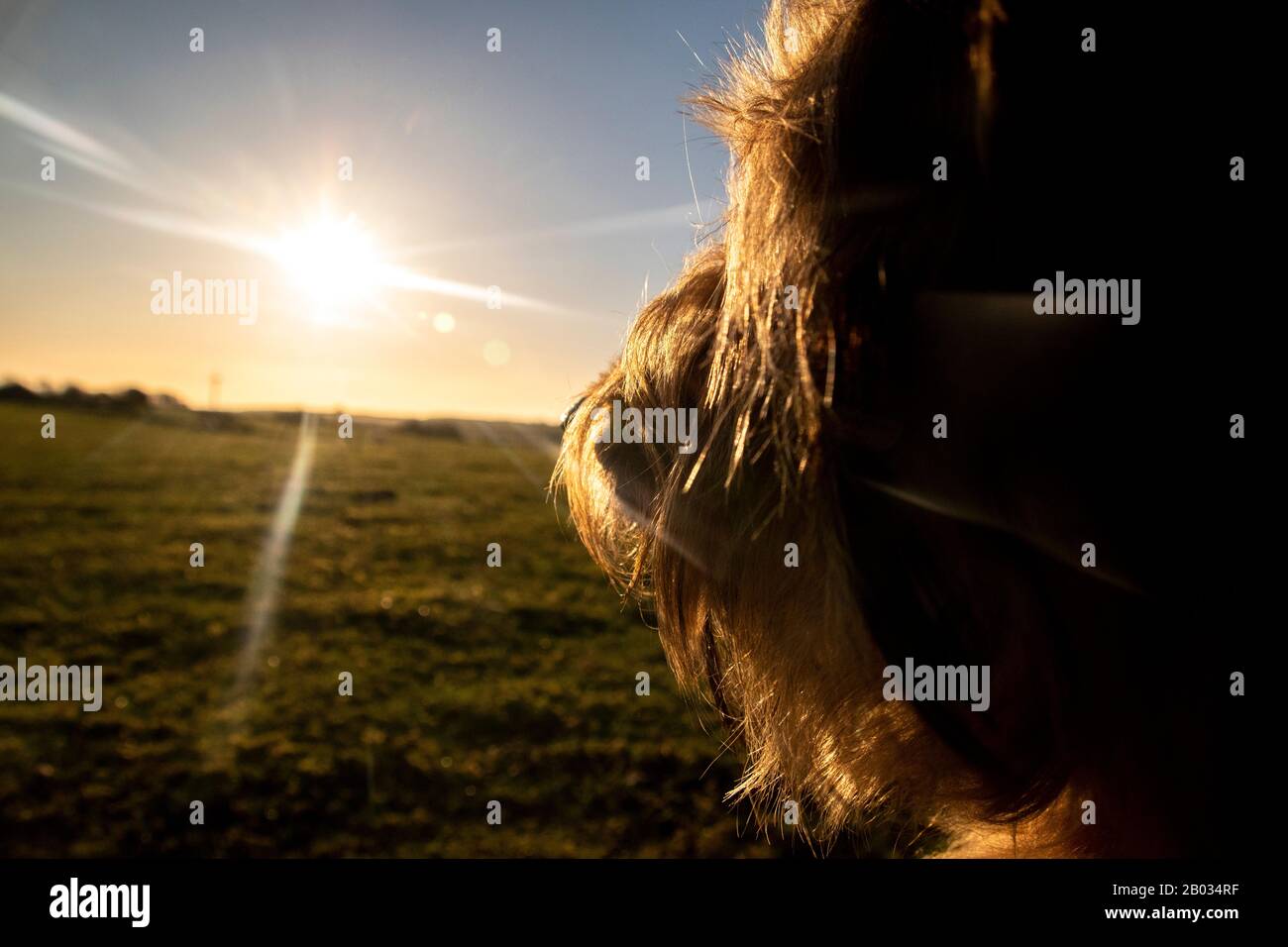 il cane guarda verso il sole e ha pensato che il futuro sembra luminoso Foto Stock
