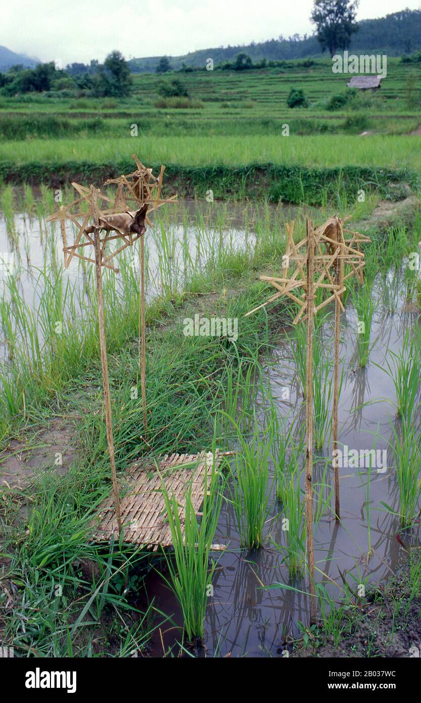 Taleo, un simbolo di bambù aperto, utilizzato da molti gruppi etnici diversi nel nord della Thailandia e Laos come protezione contro gli spiriti maligni. Qui sono usati per proteggere le risaie. Foto Stock