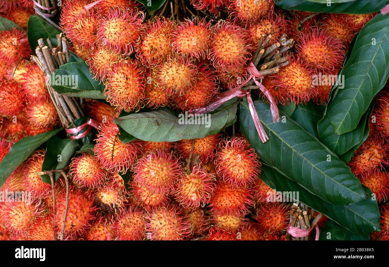 Il rambutan (Nephelium lappaceum) è un albero tropicale di medie dimensioni della famiglia Sapindaceae. Il frutto prodotto dall'albero è anche noto come rambutano. Il nome rambutan deriva dalla parola malese/indonesiana rambutan, che significa 'peloso', rambut la parola per 'capelli' in entrambe le lingue, un riferimento alle numerose protuberanze pelose del frutto, insieme al suffisso sostantivo-edificio -an. In Vietnam, si chiama chôm chôm (che significa 'capelli') a causa delle spine che coprono la pelle del frutto. Foto Stock