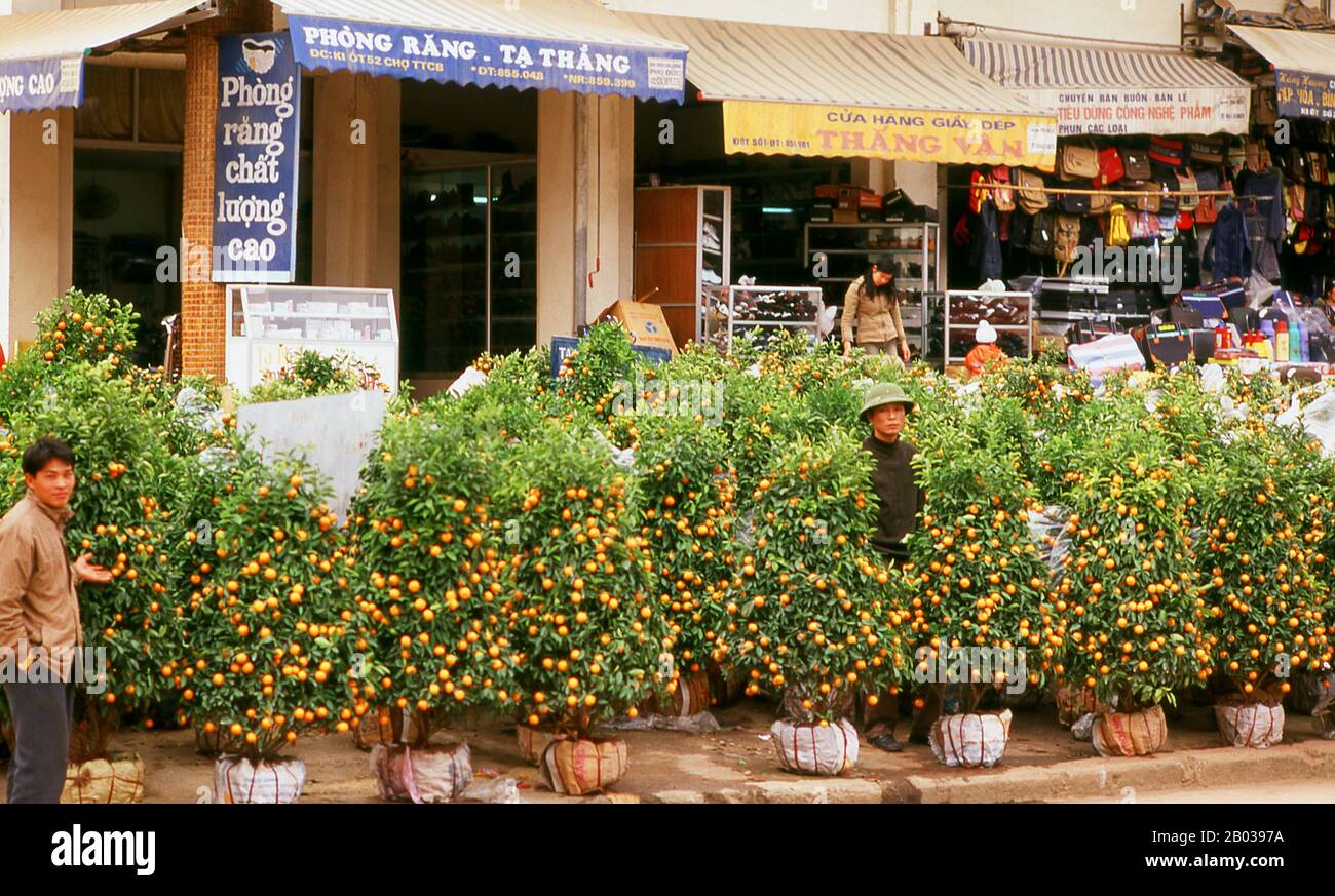 I Kumquat sono simboli di prosperità sia per i cinesi che per i vietnamiti. Gli alberi del kumquat sono dati come regali e possono essere visti decorando le lobby dell'hotel, le banche e gli altri edifici pubblici durante il periodo di Capodanno. La più grande festa nazionale del Vietnam è Tet – più propriamente, Tet Nguyen Dan, ‘Festival del Primo giorno’ – in coincidenza con il primo giorno del nuovo anno lunare. Durante la settimana prima di Tet, i vietnamiti pagano i loro debiti, pulire le tombe dei loro antenati, fare un rapporto sullo stato della famiglia durante lo scorso anno per l'imperatore Jade, e decorare le loro case con ciuffi di pesca Foto Stock