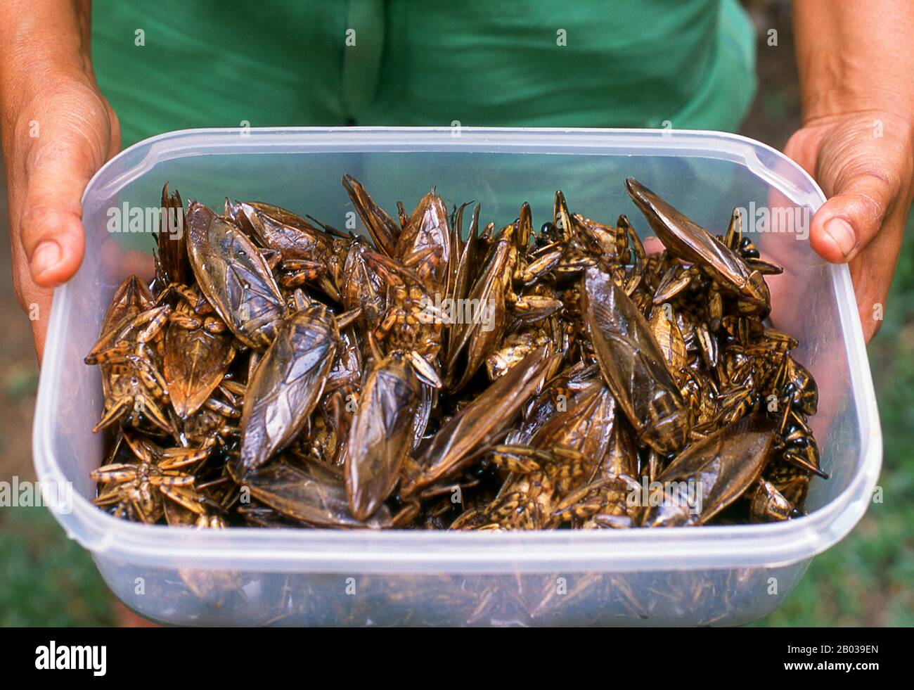 I giganteschi insetti d'acqua vengono consumati fritti e leggermente bolliti. L'essenza del bug può essere utilizzata anche in una varietà di paste a base di peperoncino e utilizzata come condimento. A parte la Thailandia, il bug è mangiato in Vietnam e nelle Filippine. Foto Stock