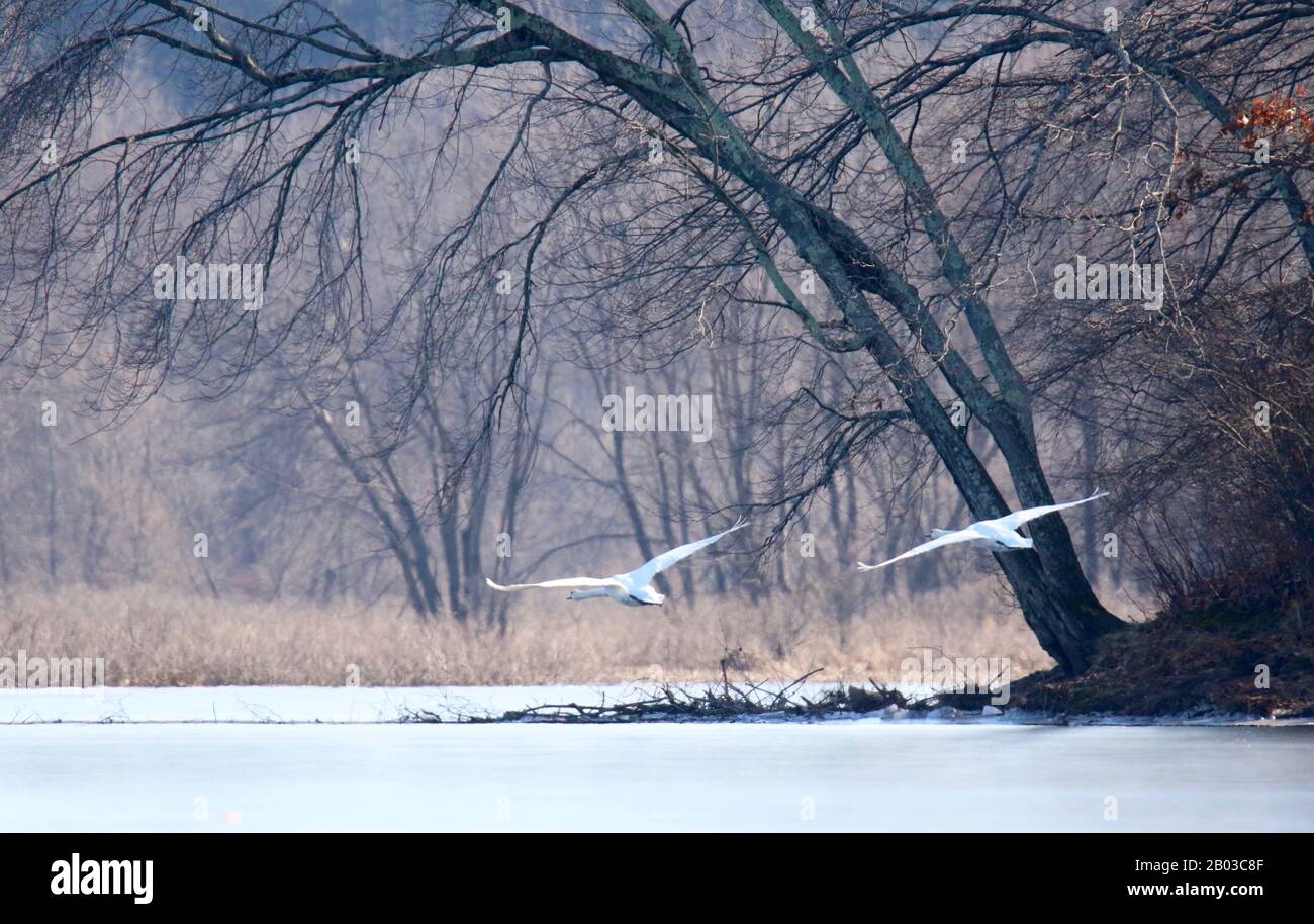 Un paio di muti cigni Cygnus olor prendere il volo attraverso un lago d'inverno Foto Stock