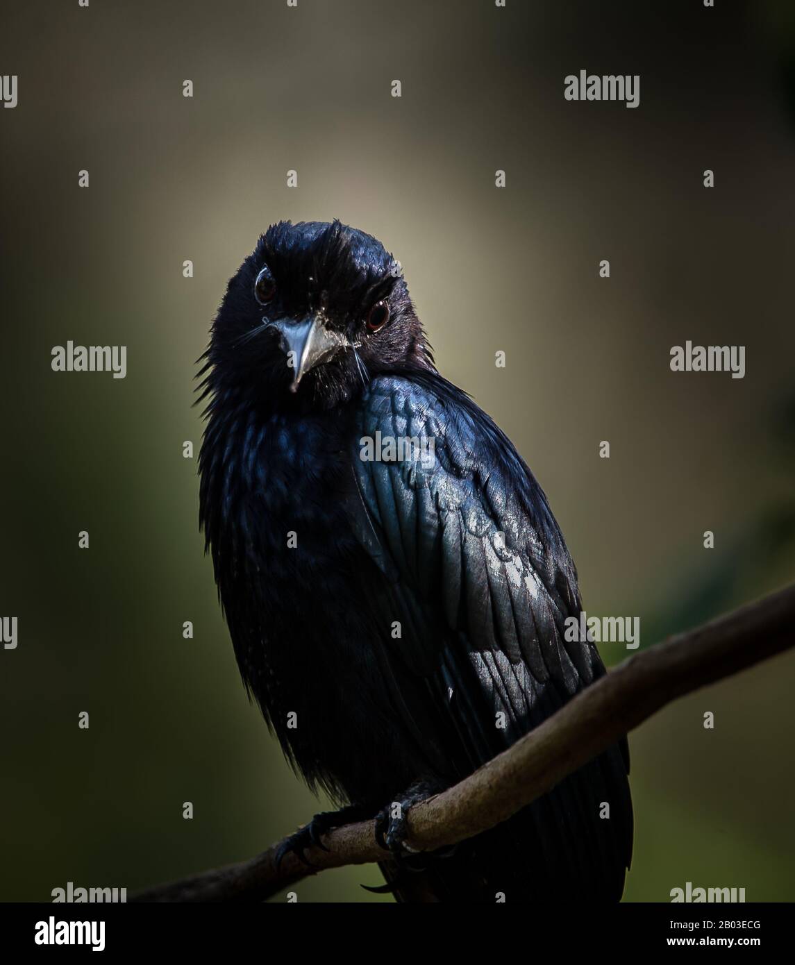Fotografare uccelli in natura artistica (Drongo dalla coda Di racchetta Maggiore) Foto Stock
