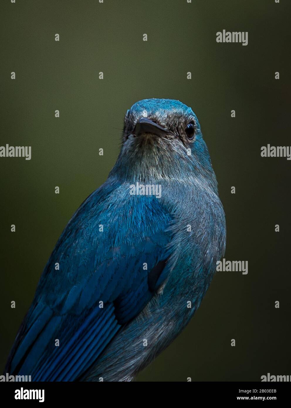 Fotografare uccelli in natura artistica ( Verditer Flycatcher) Foto Stock