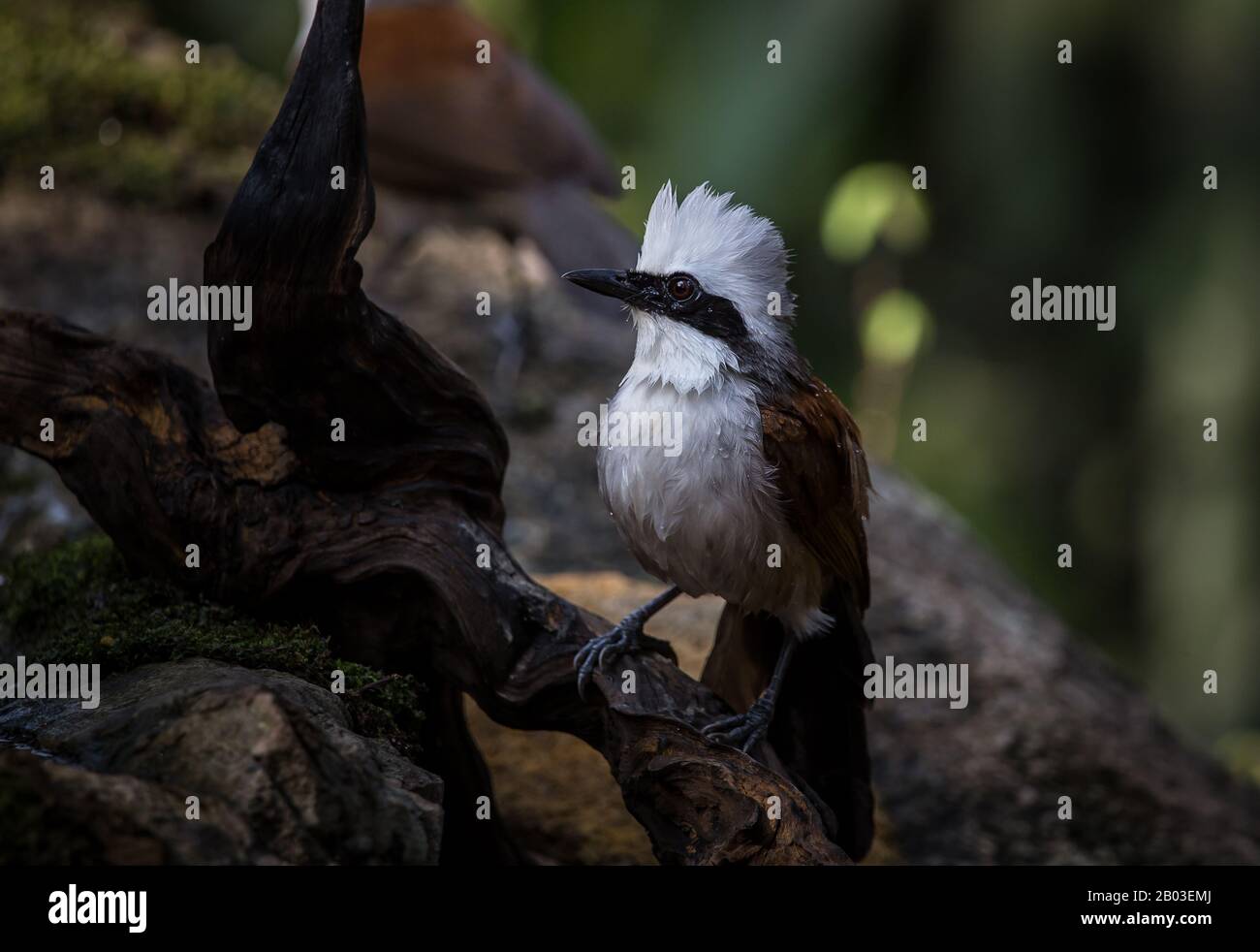 Fotografare uccelli in natura artistica (Thrush calmante bianco) Foto Stock