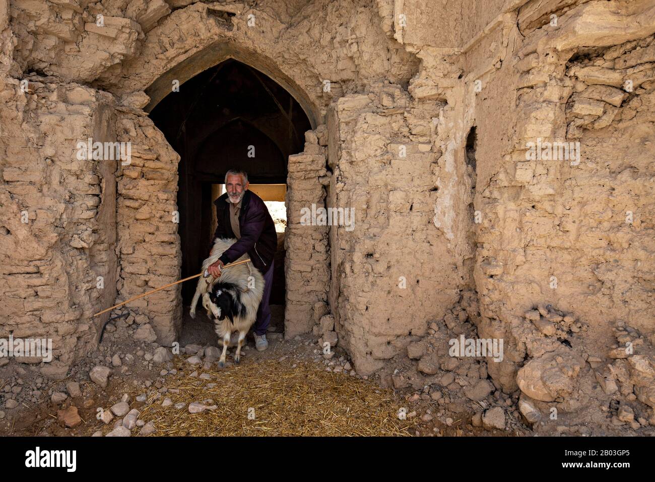 Mandria che spinge la capra nelle rovine di una casa, a Qatruyeh, Iran Foto Stock