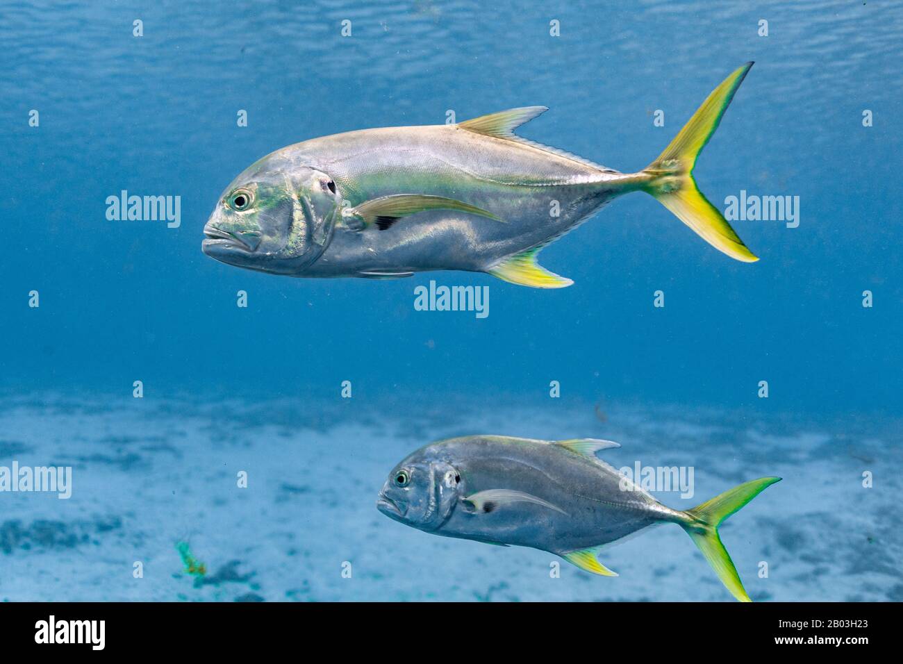 Wild Crevalle Jacks (Caranx hippos) nuotare attraverso una sorgente centrale della Florida. Noti anche come Jacks comuni, questi pesci sono predatori veloci e agili. Foto Stock