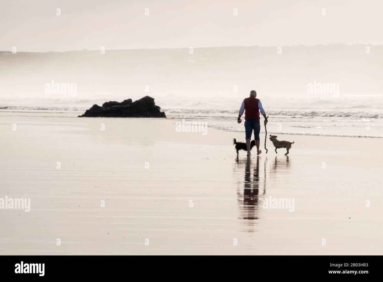 Uomo che cammina i suoi cani (uno di loro tre zampe) nel surf sulla spiaggia di Gwitian, Cornovaglia. Foto Stock