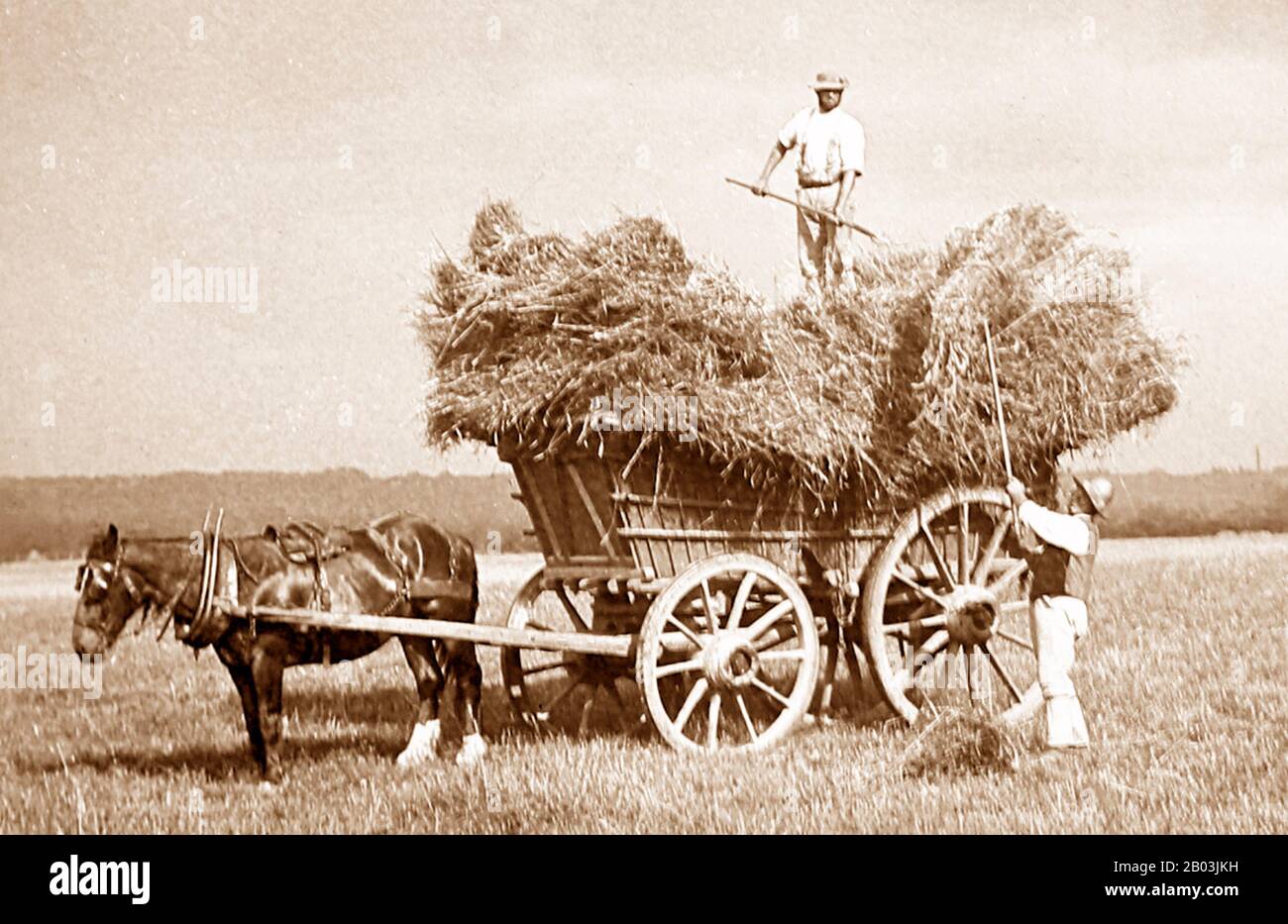 Haymaking, 1900s in anticipo Foto Stock