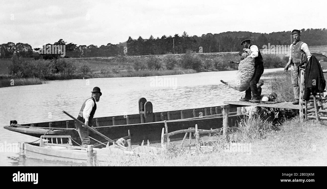 Pecore che immerge in un fiume, 1900s presto Foto Stock