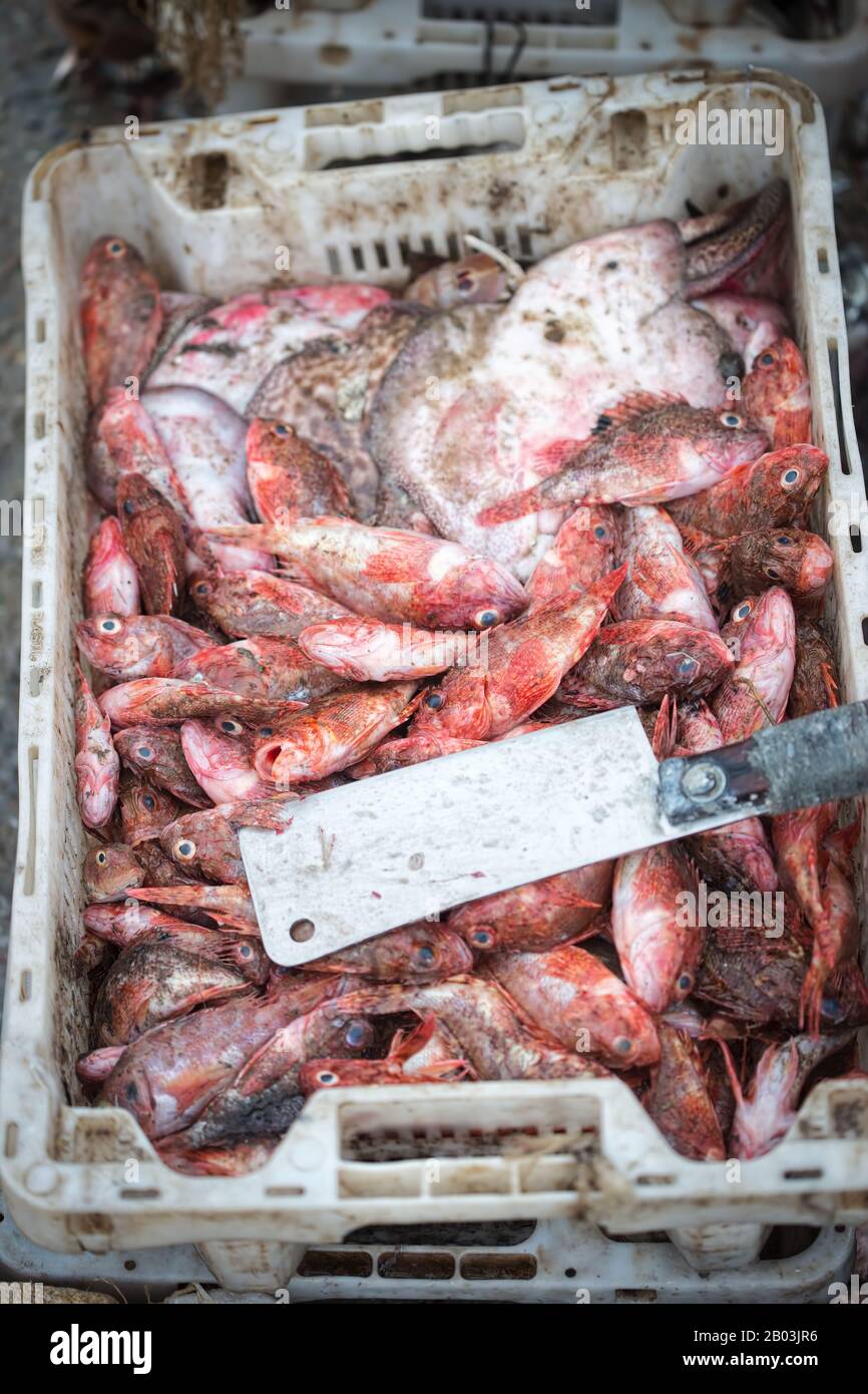 Mercato dei pesci rossi di spigola, Marocco Foto Stock