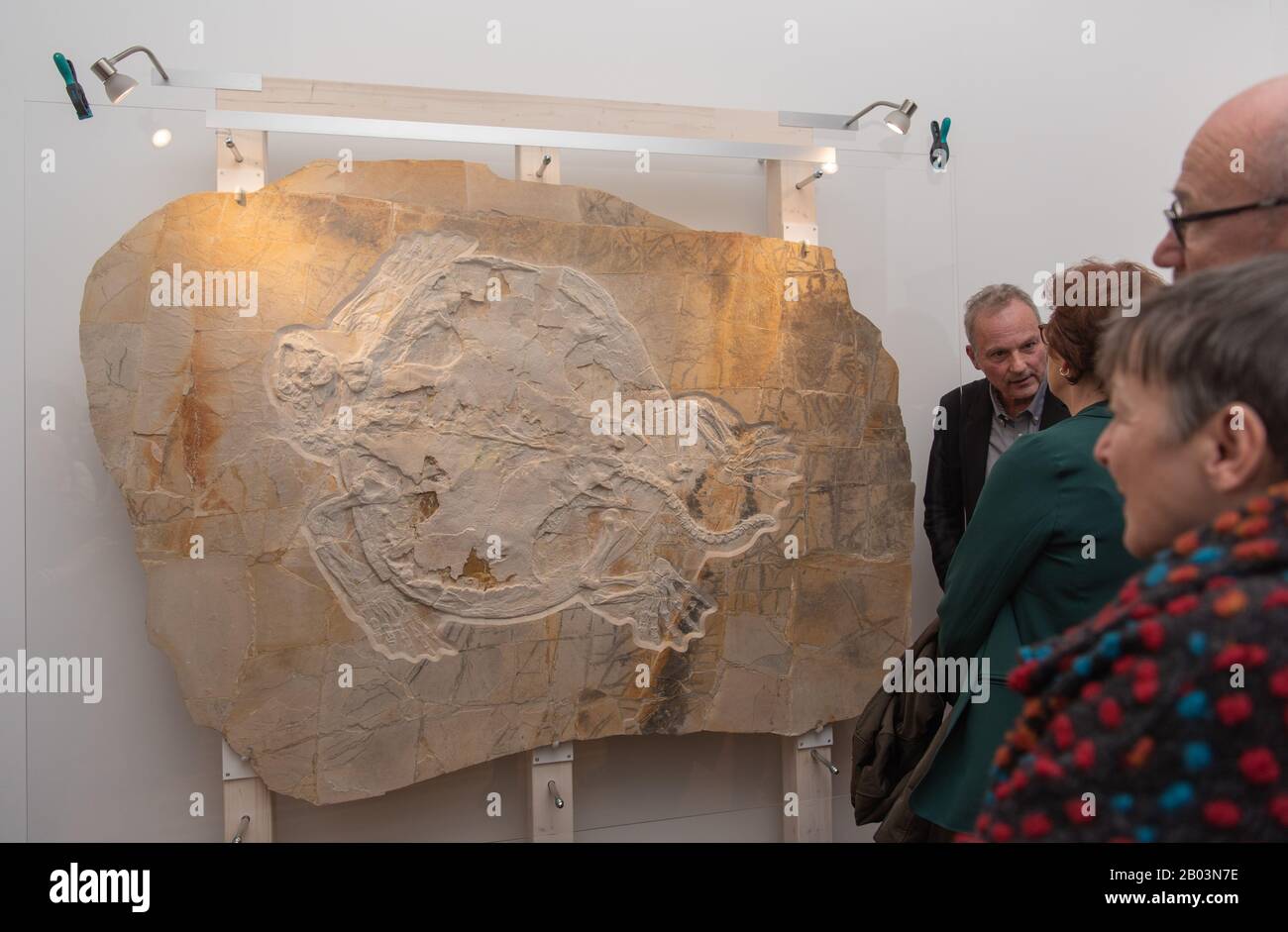 Bamberg, Germania. 18th Feb, 2020. I visitatori del Museo di Storia Naturale esaminano il più grande fossile di tartaruga completamente conservato del periodo Giurassico, che è stato dato il soprannome di 'Mobl'. Durante gli scavi scientifici in una cava a Wattendorf, in Germania, i ricercatori hanno scoperto il fossile della tartaruga alta 1,40 metri del periodo giurassico alla fine di ottobre 2018. Mobbl è ora esposto nel museo di storia naturale di Bamberg. Credito: Nicolas Armer/Dpa/Alamy Live News Foto Stock